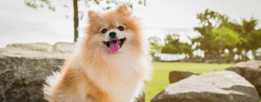 Puffy dog shops breeds